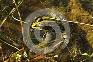 PerezÃ¢â¬â¢s frog or Iberian water frog in a pond - Rana perezi photo